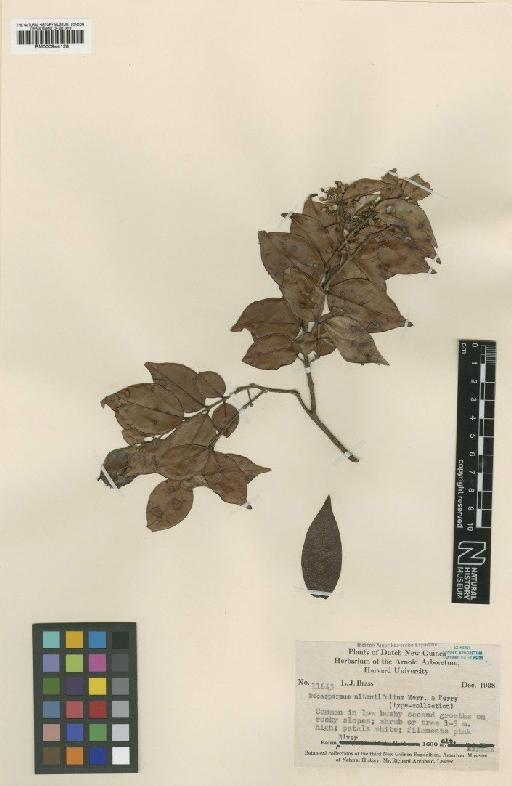 Decaspermum nitentifolium Merr. & L.M.Perry - BM000944128