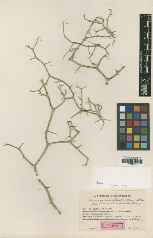 Launaea acanthodes var. pulverulenta Rech.f. - BM000996254