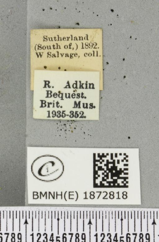 Bupalus piniaria (Linnaeus, 1758) - BMNHE_1872818_label_488727