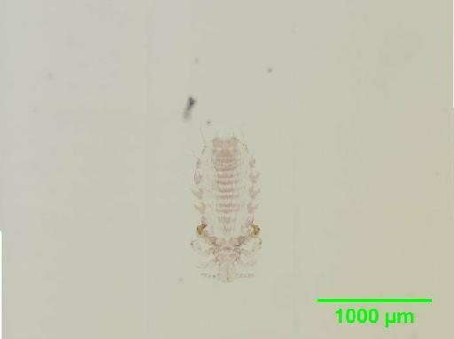 Polyplax abyssinicus Ferris, 1923 - 010154978__2015_12_17