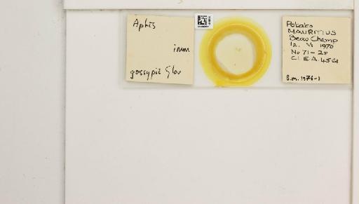 Aphis (Cerosipha) gossypii Glover, 1877 - 014840667_112507_1093036_157799_NoStatus