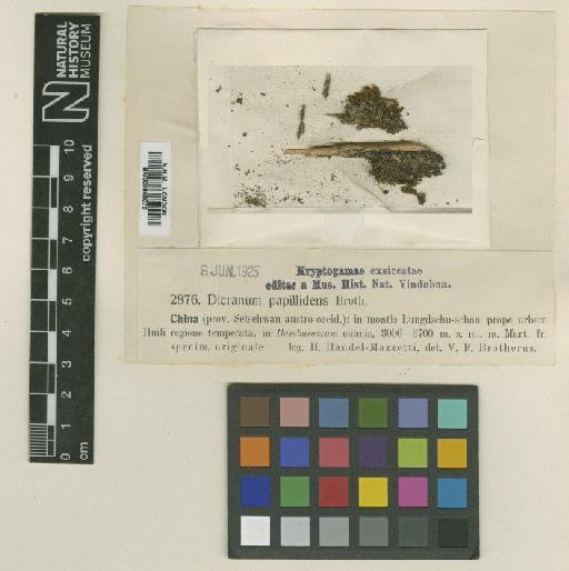 Dicranum papillidens Broth. - BM000866072