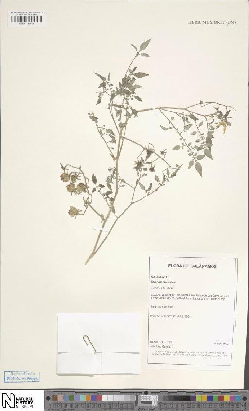 Solanum cheesmaniae (L.Riley) Fosberg × S. pimpinellifolium L. - BM001120071