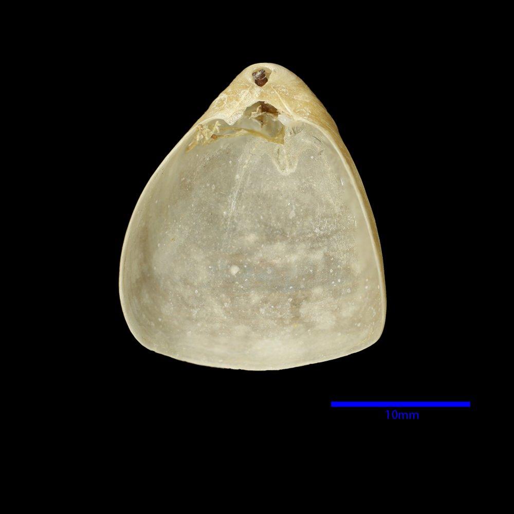 To NHMUK collection (Fallax dalliniformis Atkins, 1960; Holotype; NHMUK:ecatalogue:2049804)