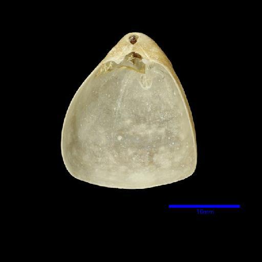 Fallax dalliniformis Atkins, 1960 - ZB 2988 Fallax dalliniformis Internal pedicle valve