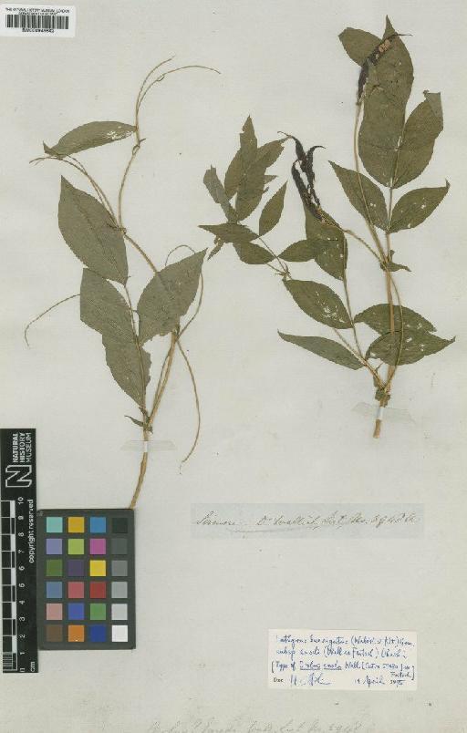 Lathyrus laevigatus subsp. emodi Ohashi - BM000946842