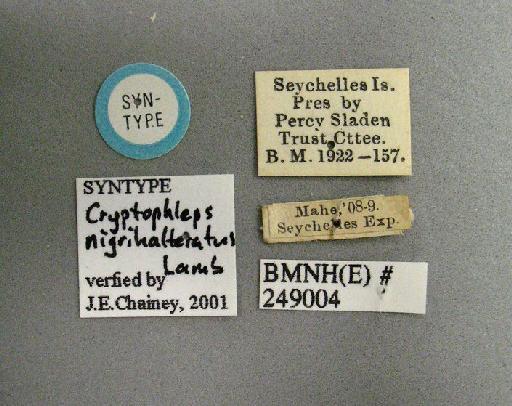 Cryptophleps nigrihalteratus Lamb, 1922 - BMNH(E) 249004 labels