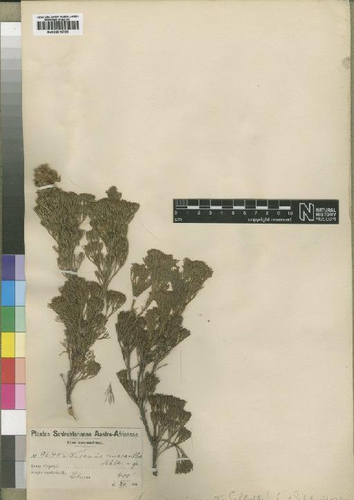 Paranomus abrotanifolius Knight - BM000910739