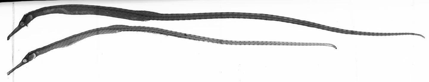 To NHMUK collection (Syngnathus zanzibarensis Günther in Playfair & Günther, 1867; SYNTYPES; NHMUK:ecatalogue:3102033)