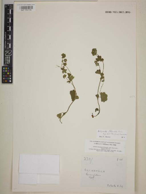 Alchemilla filicaulis subsp. vestita (Buser) M.E.Bradshaw - BM013391883