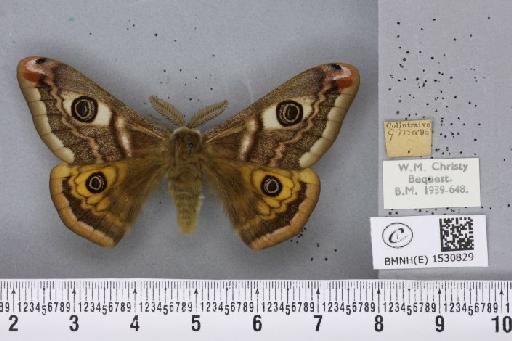 Saturnia pavonia (Linnaeus, 1758) - BMNHE_1530829_200361