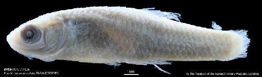 Poecilia decemmaculata Jenyns, 1842 - BMNH 1917.7.14.26 Poecilia decemmaculata, PARALECTOTYPE