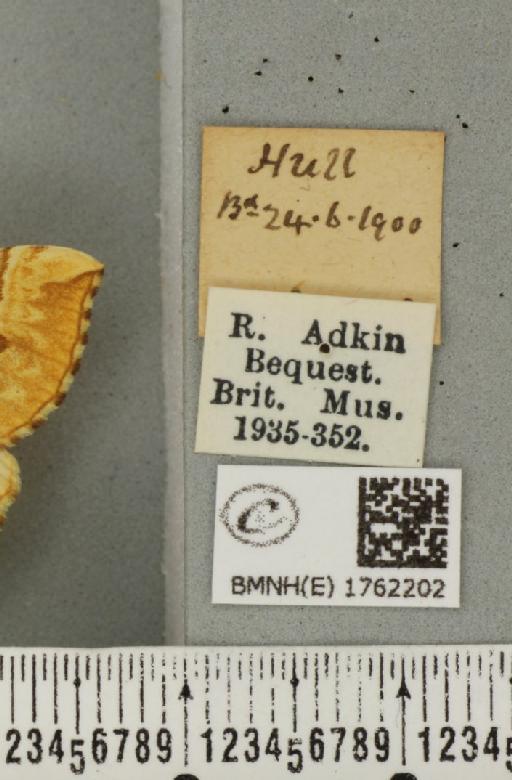 Eulithis mellinata (Fabricius, 1787) - BMNHE_1762202_label_344784