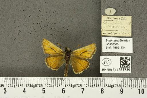 Thymelicus sylvestris (Poda, 1761) - BMNHE_1355739_159833
