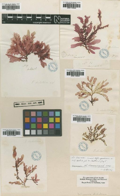 Schizoseris dichotoma (Hook.f. & Harv.) Kylin - BM001043885