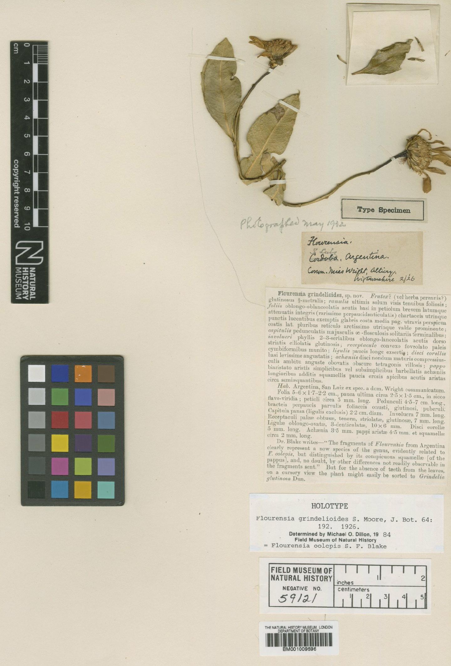 To NHMUK collection (Flourensia oolepis S.F.Blake; Holotype; NHMUK:ecatalogue:619914)