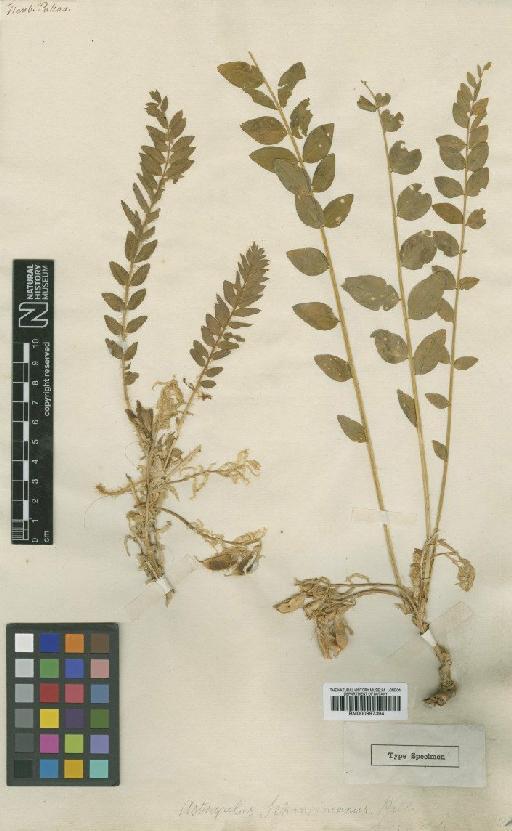 Astragalus schanginianus Pall. - BM000997394