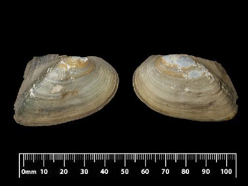 Unio paludosus subterclass Palaeoheterodonta Morelet, 1849 - 1893.2.4.2024, SYNTYPE, Unio paludosus Morelet, 1849