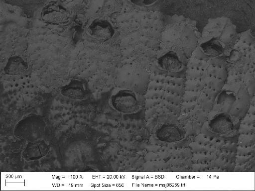 Cribrilina spitzbergensis Norman, 1903 - Cribrilina_spitzbergensis_msj06259