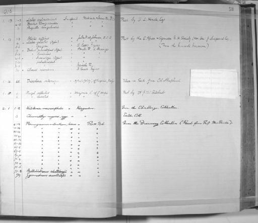 Dicrolene introniger Goode & Bean, 1883 - Zoology Accessions Register: Fishes: 1912 - 1936: page 58