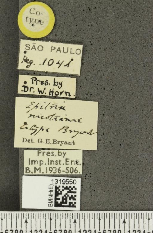 Epitrix nicotianae Bryant, G.E., 1936 - BMNHE_1319550_label_25263