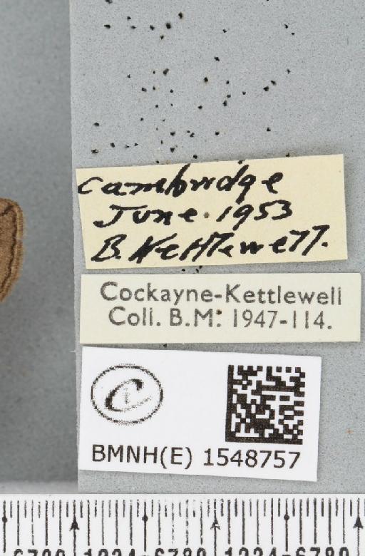 Tethea ocularis octogesimea (Hübner, 1786) - BMNHE_1548757_label_235738