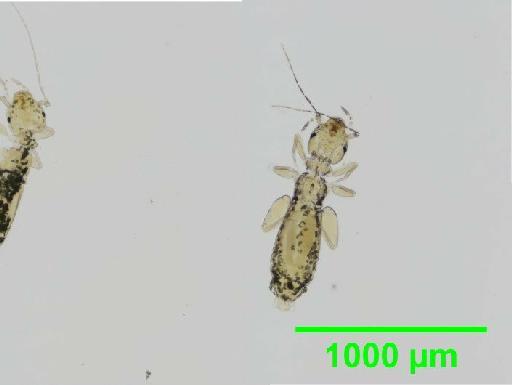 Liposcelis decolor Pearman, 1925 - 010150780__2016_03_16-21_s5
