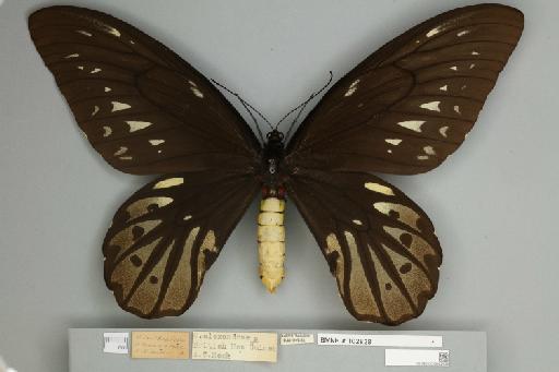 Ornithoptera alexandrae Rothschild, 1907 - 013602439__