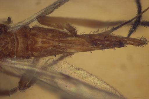 Sendaphne sulmo Nixon, G., 1965 - Sendaphne_sulmo_metasoma_dorsal_1249977