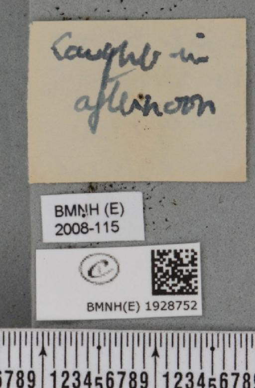 Cabera pusaria (Linnaeus, 1758) - BMNHE_1928752_a_label_494716