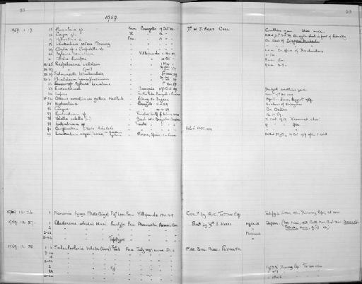 Cladonema uchidai Hirai, 1958 - Zoology Accessions Register: Coelenterata: 1958 - 1964: page 59