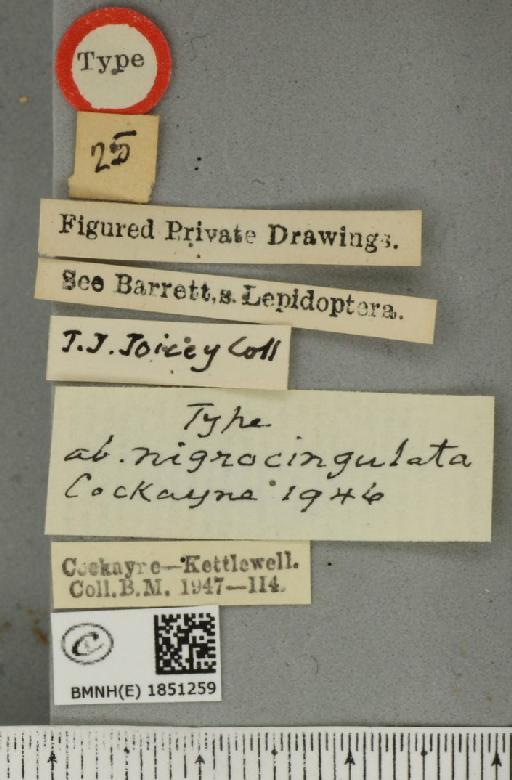 Abraxas grossulariata ab. nigrocingulata Cockayne, 1946 - BMNHE_1851259_label_414686