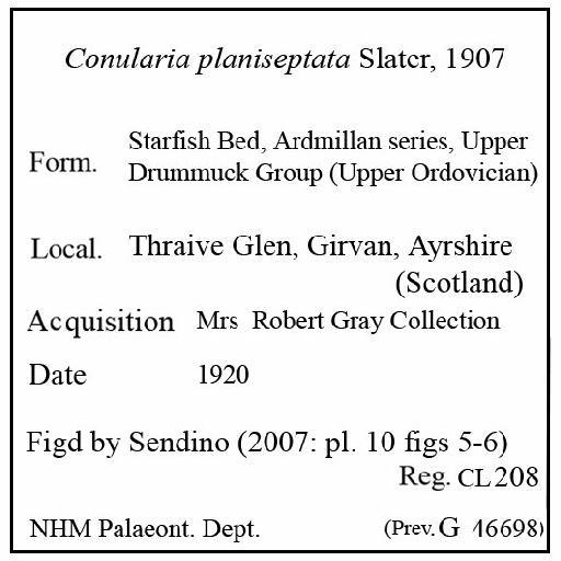 Conularia planiseptata Slater, 1907 - CL 208. Conularia planiseptata (label)