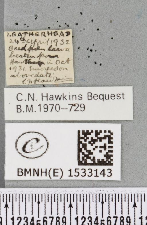 Cilix glaucata (Scopoli, 1763) - BMNHE_1533143_label_201391