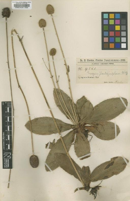 Eryngium plantaginifolium H.Wolff - BM000504091