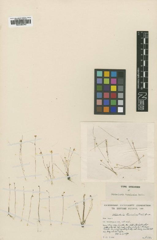 Utricularia tenuissima Tutin - BM000953483
