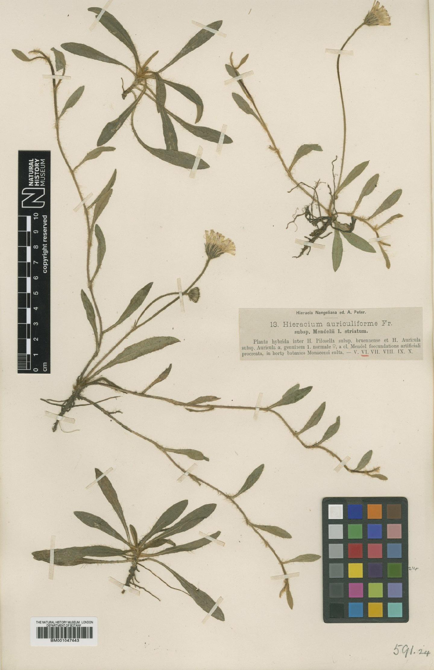 To NHMUK collection (Hieracium schultesii subsp. mendelii Nägeli & Peter; NHMUK:ecatalogue:2763902)