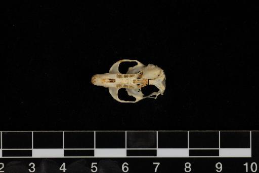 Microtus (Microtus) arvalis Pallas, 1778 - Microtus_arvalis-1972_2425-Skull-Tooth_root_holes