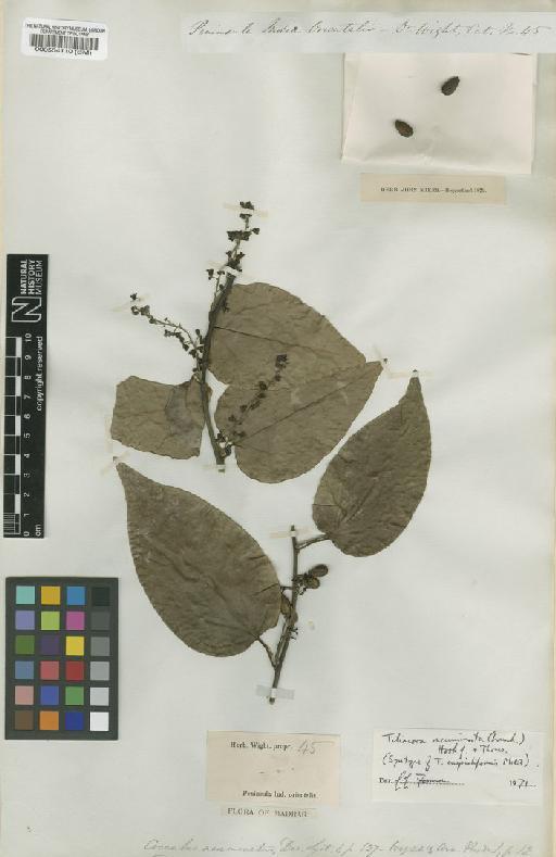 Tiliacora acuminata (Lam.) Hook.f. & Thomson - BM000554110