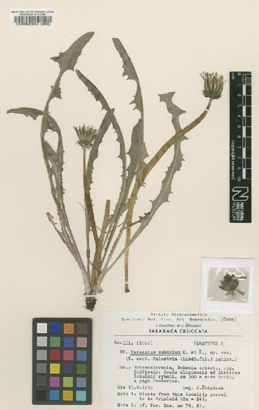 Taraxacum subdolum Kirschner & Štěpánek - BM000052383