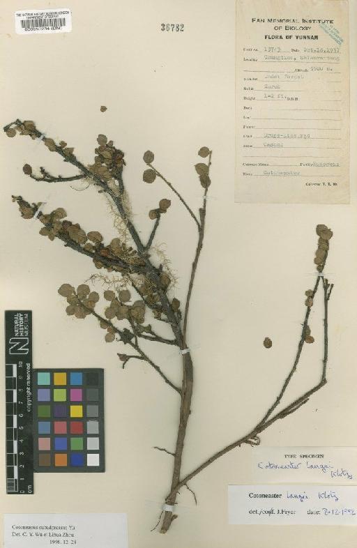Cotoneaster langei G.Klotz - BM000550234