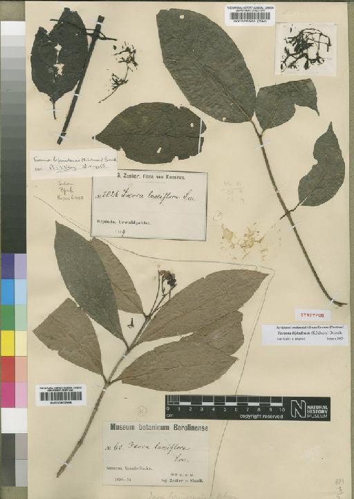 Tarenna bipindensis (Schum) Bremek - BM000528361