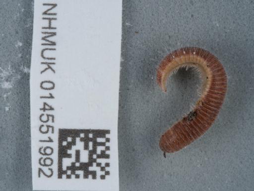 Polyzonium germanicum Brandt - 014551992_1