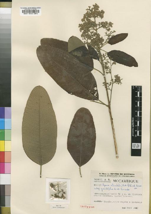 Ozoroa reticulata subsp. grandifolia R.Fern. & A.Fern. - BM000510652