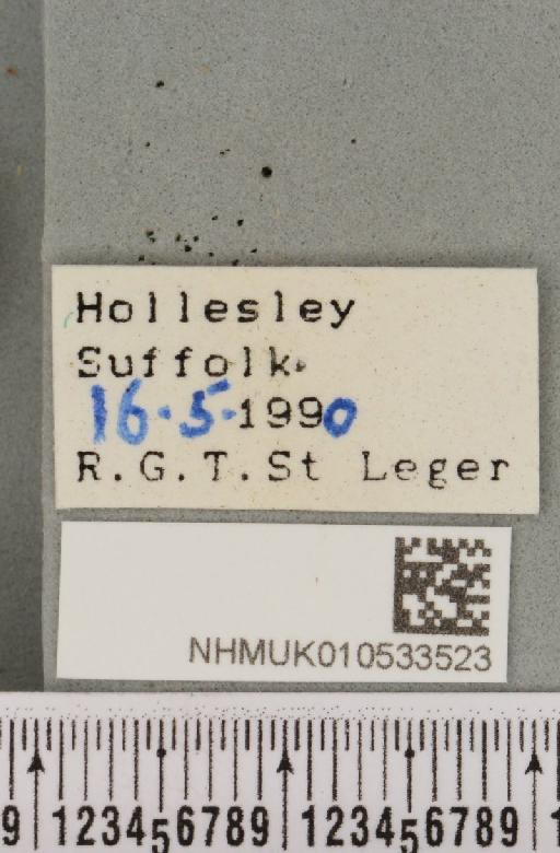 Charanyca trigrammica (Hufnagel, 1766) - NHMUK_010533523_label_587489