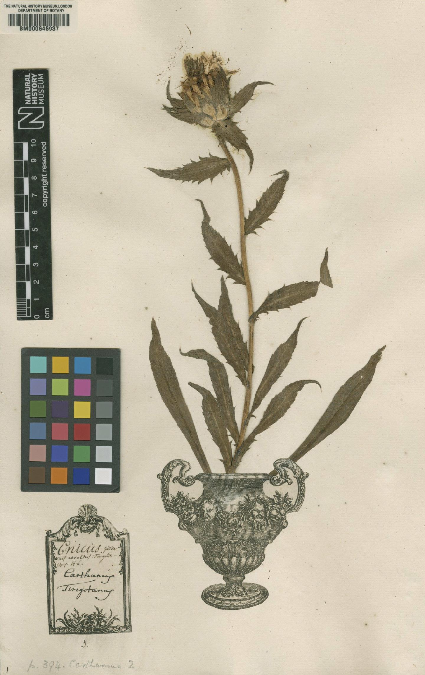 To NHMUK collection (Carthamus caeruleus L.; Lectotype; NHMUK:ecatalogue:4702015)