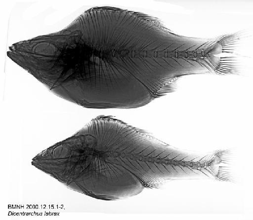 Dicentrarchus labrax (Linnaeus, 1758) - BMNH 2000.12.15.1-2, Dicentrarchus labrax, Radiograph