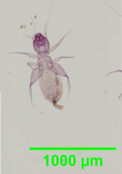 Liposcelis albothoracicus Broadhead, 1955 - 010150239__2016_03_15-4_s1