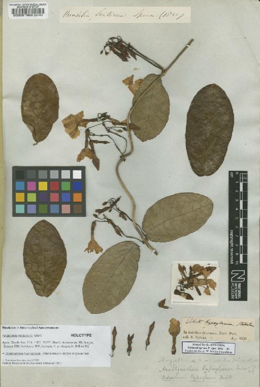 Angadenia majuscula Miers - BM000081986