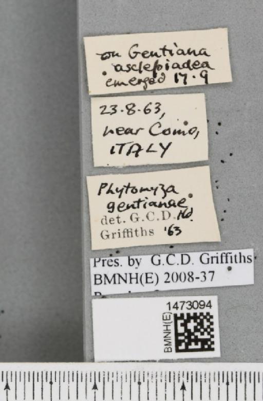 Chromatomyia gentianae (Hendel, 1920) - BMNHE_1473094_label_48368